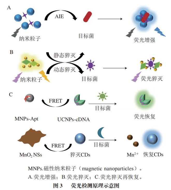 《食品科学》：渤海大学高雪副教授、励建荣教授等：纳米生物传感器在食源性致病菌检测中的应用研究进展(图5)