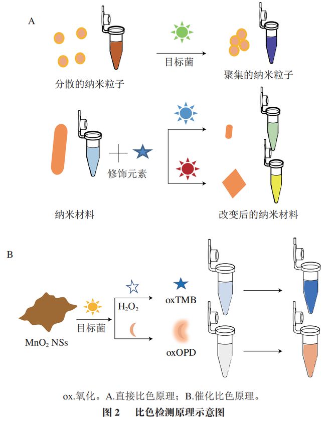 《食品科学》：渤海大学高雪副教授、励建荣教授等：纳米生物传感器在食源性致病菌检测中的应用研究进展(图4)