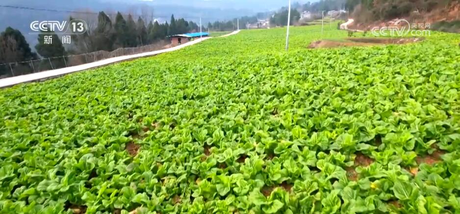 大数据、物联网、传感器数智化技术推动蔬菜产业高质量发展(图1)