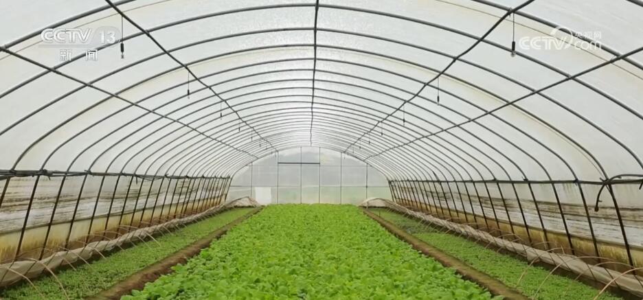 大数据、物联网、传感器数智化技术推动蔬菜产业高质量发展(图2)