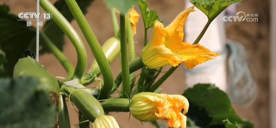 大数据、物联网、传感器数智化技术推动蔬菜产业高质量发展(图6)