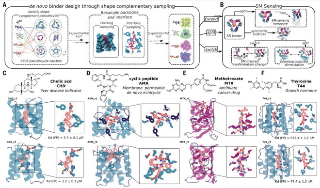 DavidBaker最新Science论文：AI从头设计蛋白用作生物传感器(图2)