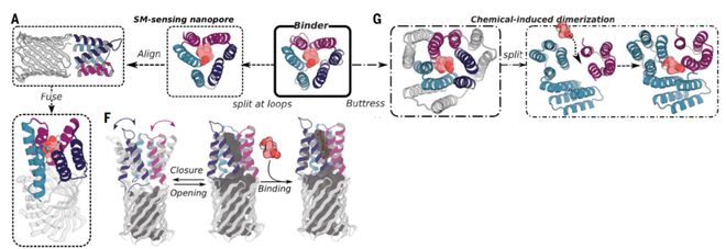 DavidBaker最新Science论文：AI从头设计蛋白用作生物传感器(图5)