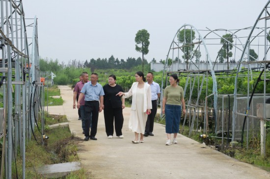 桐城：乡村振兴路上的“俏海归”(图3)
