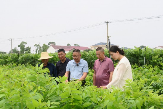 桐城：乡村振兴路上的“俏海归”(图1)