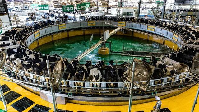 “营养餐”、温湿度传感器……奶牛的生活有多智能？(图4)