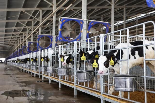 “营养餐”、温湿度传感器……奶牛的生活有多智能？(图2)